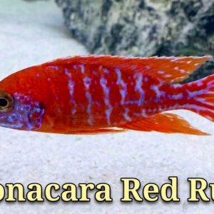 Aulonocara Red Rubin