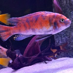 Aulonocara Baenschi Benga